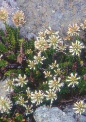 Veronica petriei. Habit. Takitimu Mts, Southland.
 Image: W.M. Malcolm © W.M. Malcolm CC-BY-NC 3.0 NZ